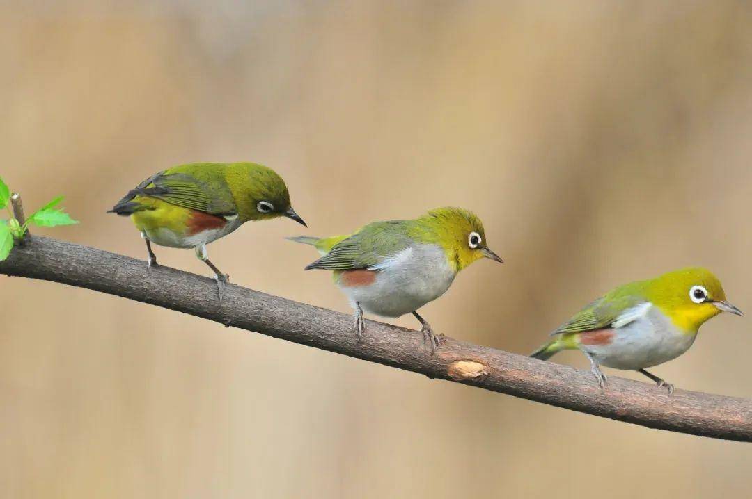 鸟市野生动物保护专项整治行动丨常见笼养鸟价值标准
